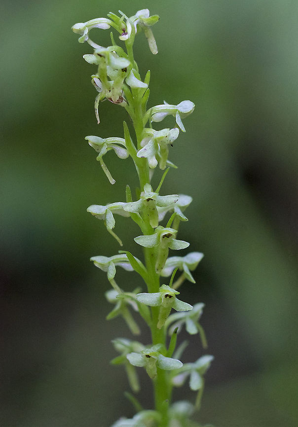 slender bog orchid  Fall,Geotagged,Platanthera stricta,United States,slender bog orchid