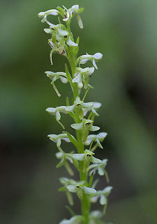slender bog orchid  Fall,Geotagged,Platanthera stricta,United States,slender bog orchid