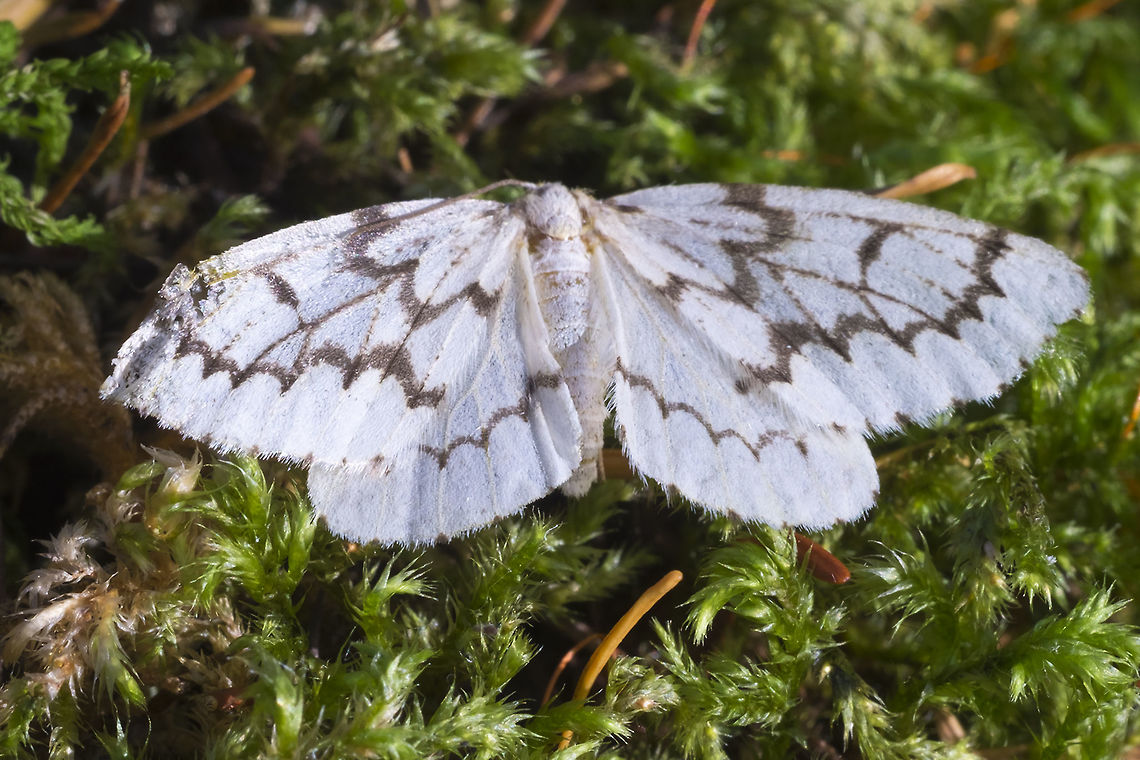 Phantom Hemlock Looper I gather from BugGuide that this isn&#039;t always particularly common, but this year the area has a population boom. I saw, I think at least 4 of these yesterday, all dead. It must have been just a bit too cold last night, or perhaps they&#039;ve just laid their eggs and finished their life cycle. Fall,Geotagged,Nepytia phantasmaria,Phantom Hemlock Looper,United States,moth week 2018