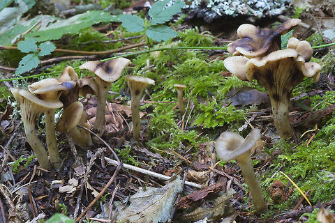 Early fall mushrooms There's not much out yet, but this park never seems to fail to provide something to see. Ampulloclitocybe avellaneoalba,Fall,Geotagged,United States,smoky-brown Clitocybe