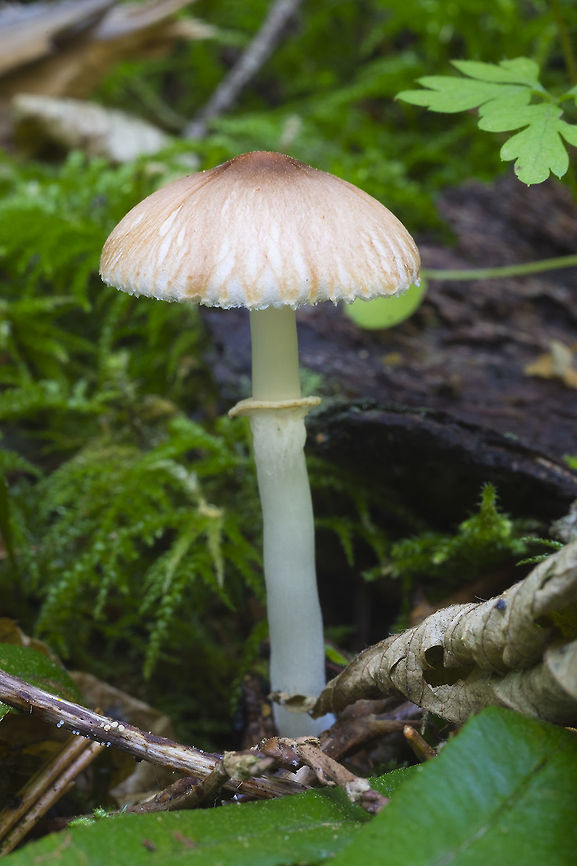 Leucoagaricus rubrotinctus  Fall,Geotagged,Leucoagaricus rubrotinctus,United States