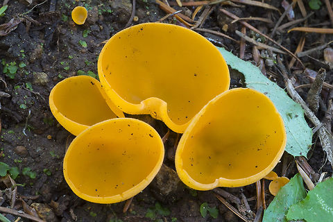 Aleuria aurantia  Aleuria aurantia,Fall,Geotagged,Orange peel fungus,United States