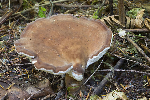 Jahnoporus hirtus  Fall,Geotagged,Jahnoporus hirtus,United States,bitter iodine polypore