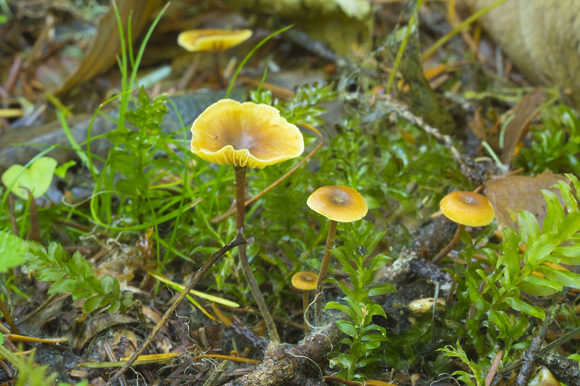 Xeromphalina cornui  Fall,Geotagged,United States,Xeromphalina cornui