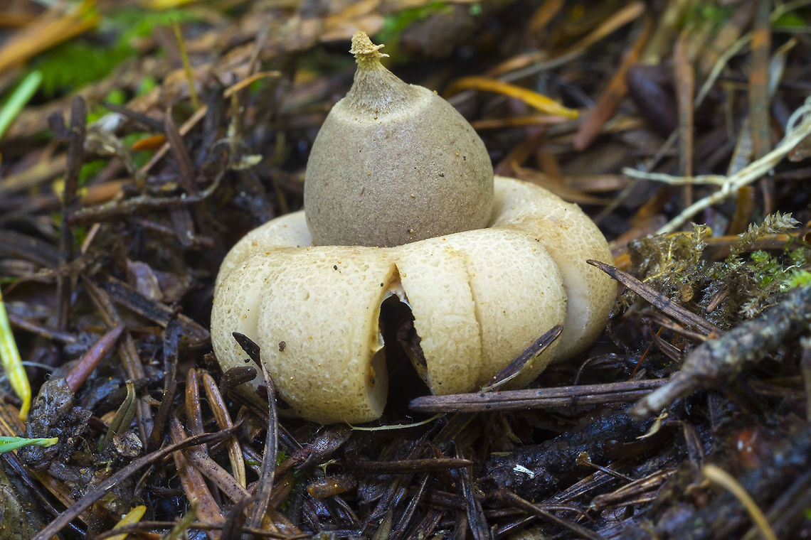 Rounded Earthstar This was a cool find. They are pretty rare around here - it&#039;s generally too wet, but this summer has been dry, dry, dry and I saw two of these today. This one was really quite tiny and still perfect. It probably just opened today. Fall,Geastrum saccatum,Geotagged,Rounded earthstar,United States