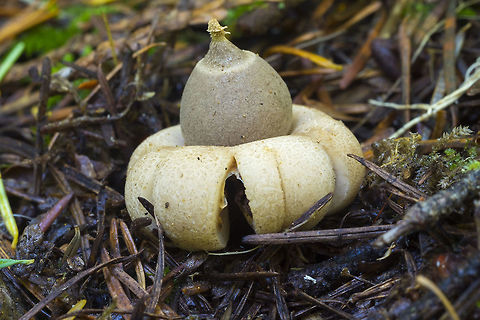 Rounded Earthstar This was a cool find. They are pretty rare around here - it's generally too wet, but this summer has been dry, dry, dry and I saw two of these today. This one was really quite tiny and still perfect. It probably just opened today. Fall,Geastrum saccatum,Geotagged,Rounded earthstar,United States