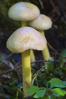 Yellow stalked mushrooms  Fall,Geotagged,United States
