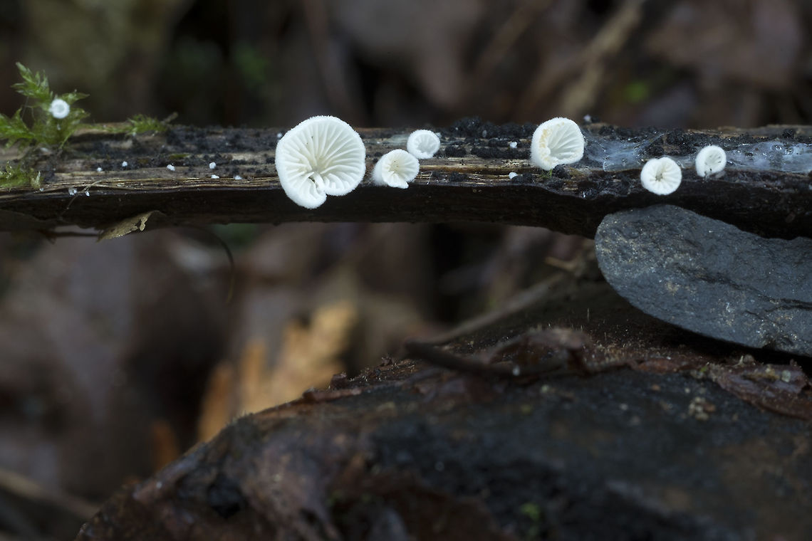 Crepidotus epibryus  Crepidotus epibryus,Fall,Geotagged,Grass Oysterling,United States