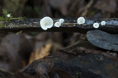 Crepidotus epibryus  Crepidotus epibryus,Fall,Geotagged,Grass Oysterling,United States