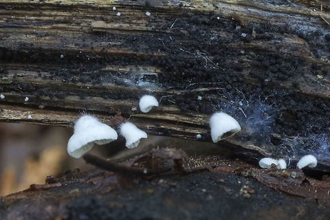 Crepidotus epibryus  Crepidotus epibryus,Fall,Geotagged,Grass Oysterling,United States