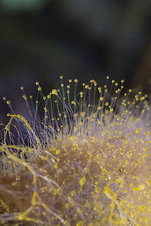 Fungi on a fungi There were several Sulius sp. boletes hosting this crazy orange fuzz Fall,Geotagged,United States