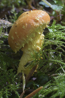 Pholiota flammans  Fall,Flaming Pholiota,Geotagged,Pholiota flammans,United States
