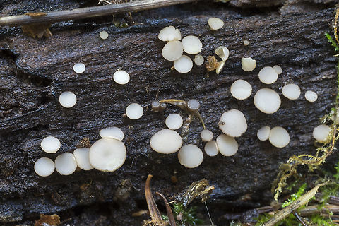 Tatraea macrospora  Fall,Geotagged,Tatraea macrospora,United States