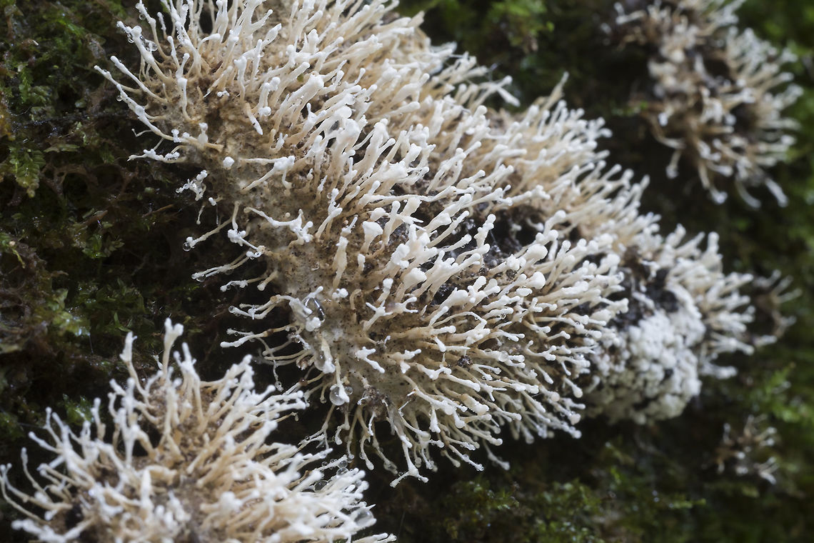 mystery cool thing... Growing in small clumps on the end of a cut log. I&#039;m only guessing about generalities at this point, that it could be a lichen, a mold or a Xylaria of some sort. Fall,Geotagged,United States