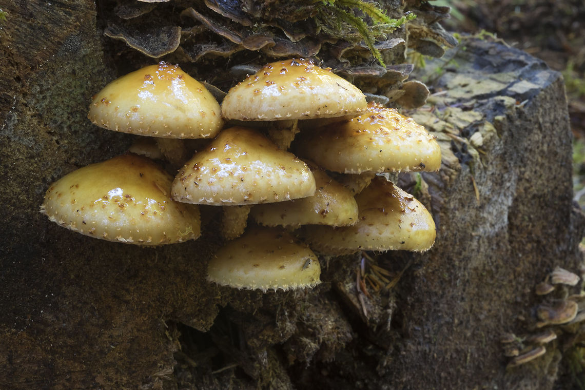 Pholiota squarrosoides  Fall,Geotagged,Pholiota squarrosoides,United States