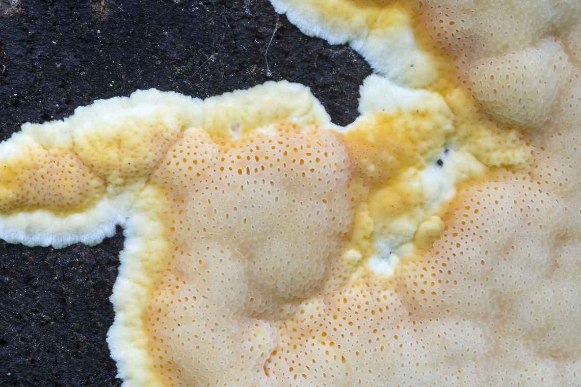 Pink-Orange crust This and the next photo are two stages of the same fungus. Fall,Geotagged,United States