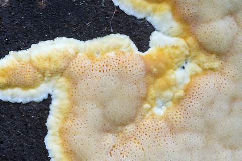 Pink-Orange crust This and the next photo are two stages of the same fungus. Fall,Geotagged,United States