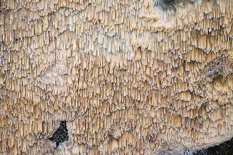 Pink-Orange crust - teeth Basidioradulum radula Fall,Geotagged,United States