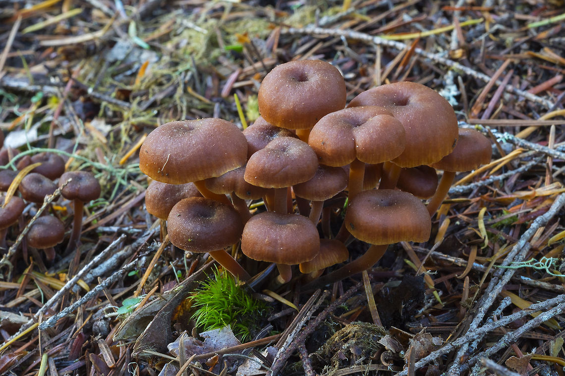 Little brown mushrooms... I&#039;m hoping this little guys are distinct enough to get a species Fall,Geotagged,United States