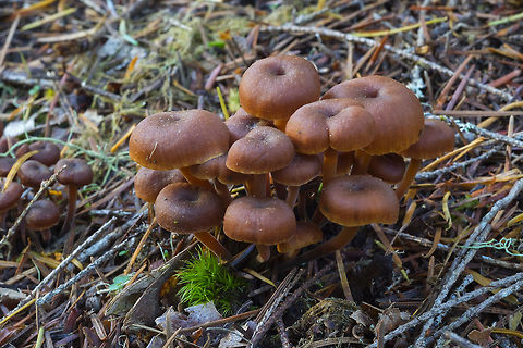 Little brown mushrooms... I'm hoping this little guys are distinct enough to get a species Fall,Geotagged,United States