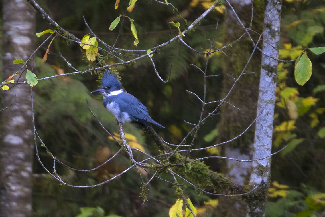 Belted Kingfisher  Belted kingfisher,Fall,Geotagged,Megaceryle alcyon,United States