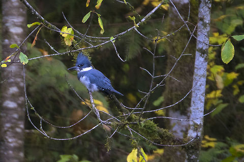 Belted Kingfisher  Belted kingfisher,Fall,Geotagged,Megaceryle alcyon,United States