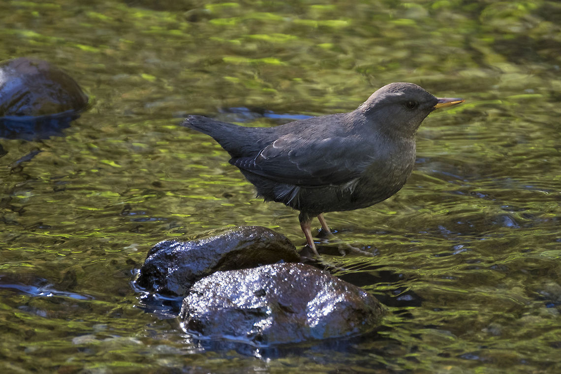 American Dipper these little guys are notoriously shy, but this one didn&#039;t mind me at all. I spent about 20 min watching it feed from about 10 feet or so away.  American Dipper,Cinclus mexicanus,Fall,Geotagged,United States