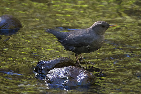 American Dipper these little guys are notoriously shy, but this one didn't mind me at all. I spent about 20 min watching it feed from about 10 feet or so away.  American Dipper,Cinclus mexicanus,Fall,Geotagged,United States