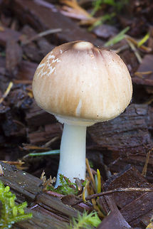 Brown and white gilled mushroom  Fall,Geotagged,United States,mushroom