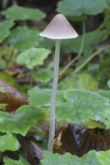 Large tall Mycena  Fall,Geotagged,United States