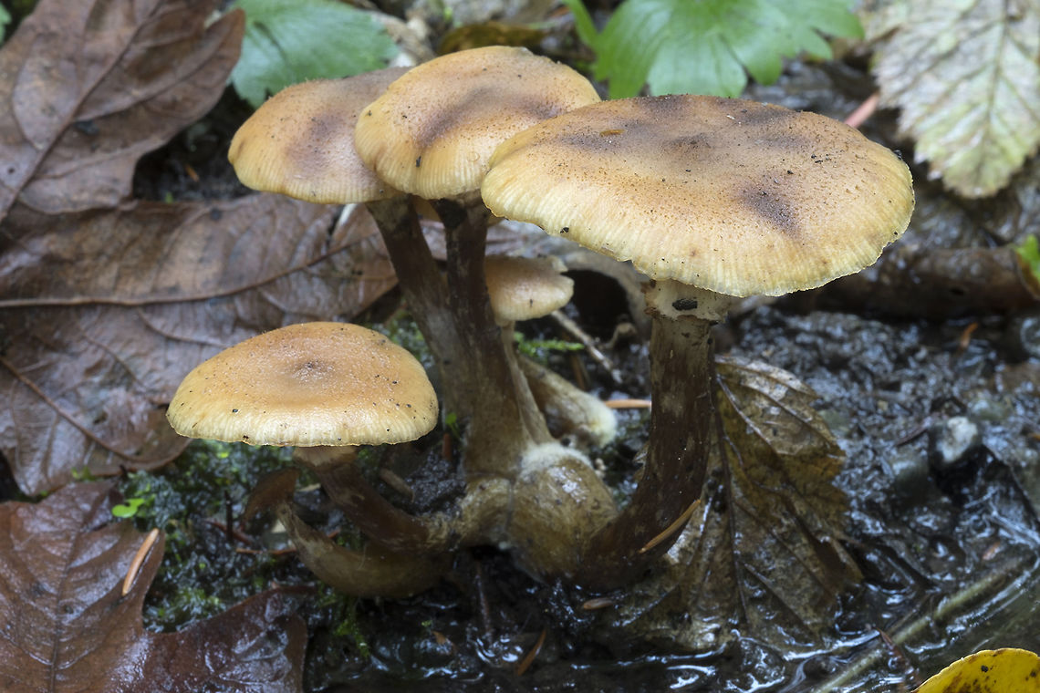 Wood dwelling brown mushrooms lots of these in the woods today - especially in very wet areas Armillaria nabsnona,Fall,Geotagged,United States