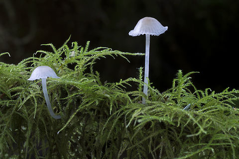 Tiny translucent mycena  Fall,Geotagged,United States