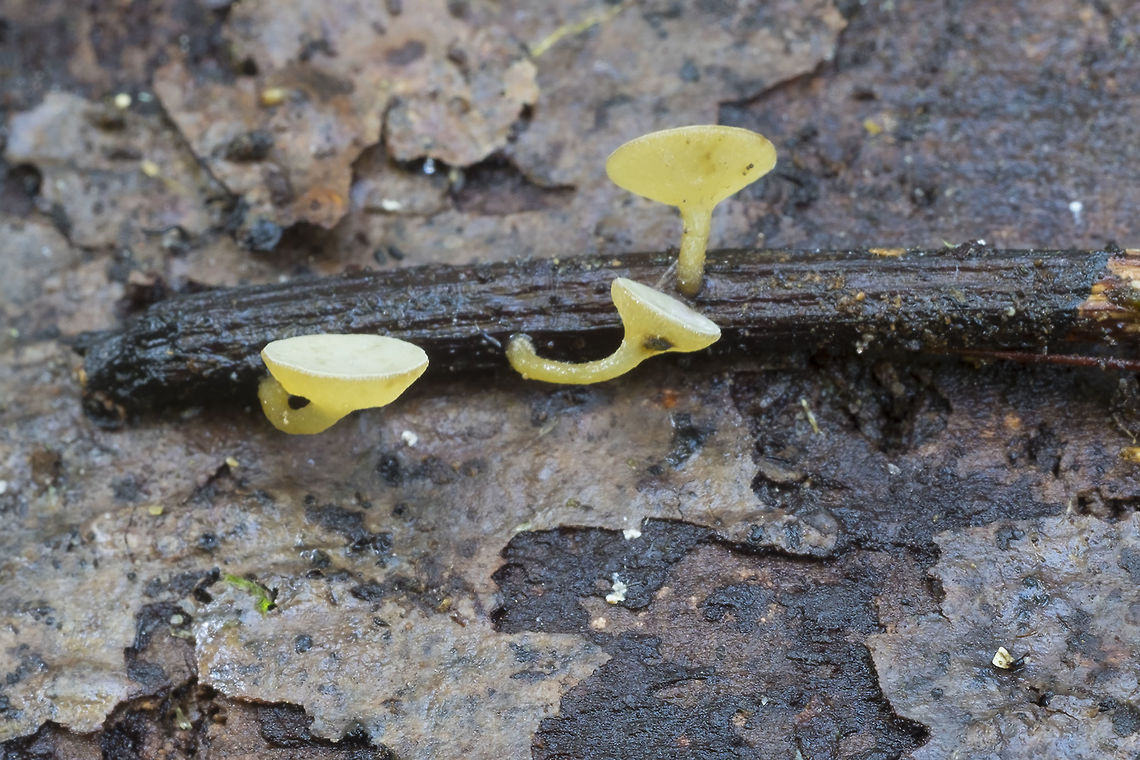 Lanzia luteovirescens  Fall,Geotagged,Lanzia luteovirescens,United States