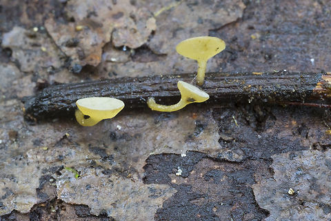 Lanzia luteovirescens  Fall,Geotagged,Lanzia luteovirescens,United States