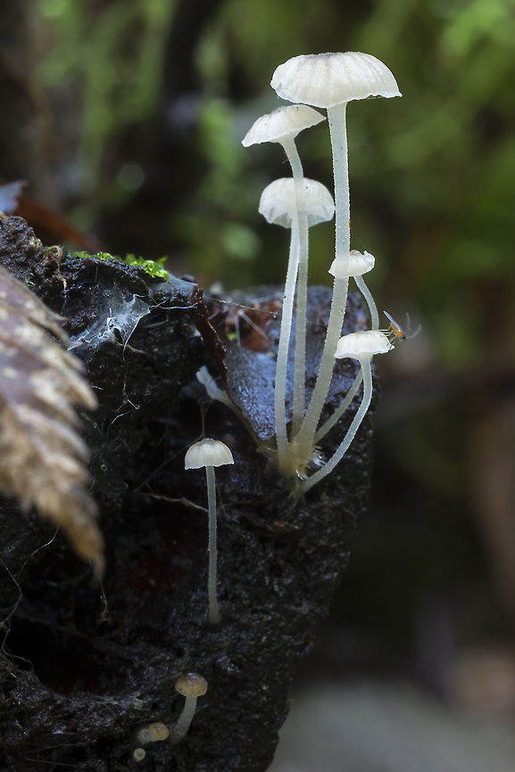 Tiny white mycena with a tinier gnat Hemimycena pseudocrispula Fall,Geotagged,Hemimycena pseudocrispula,United States