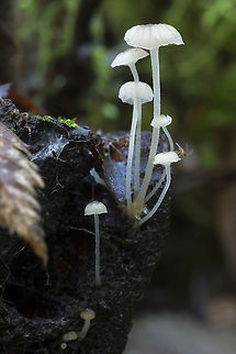 Tiny white mycena with a tinier gnat Hemimycena pseudocrispula Fall,Geotagged,Hemimycena pseudocrispula,United States