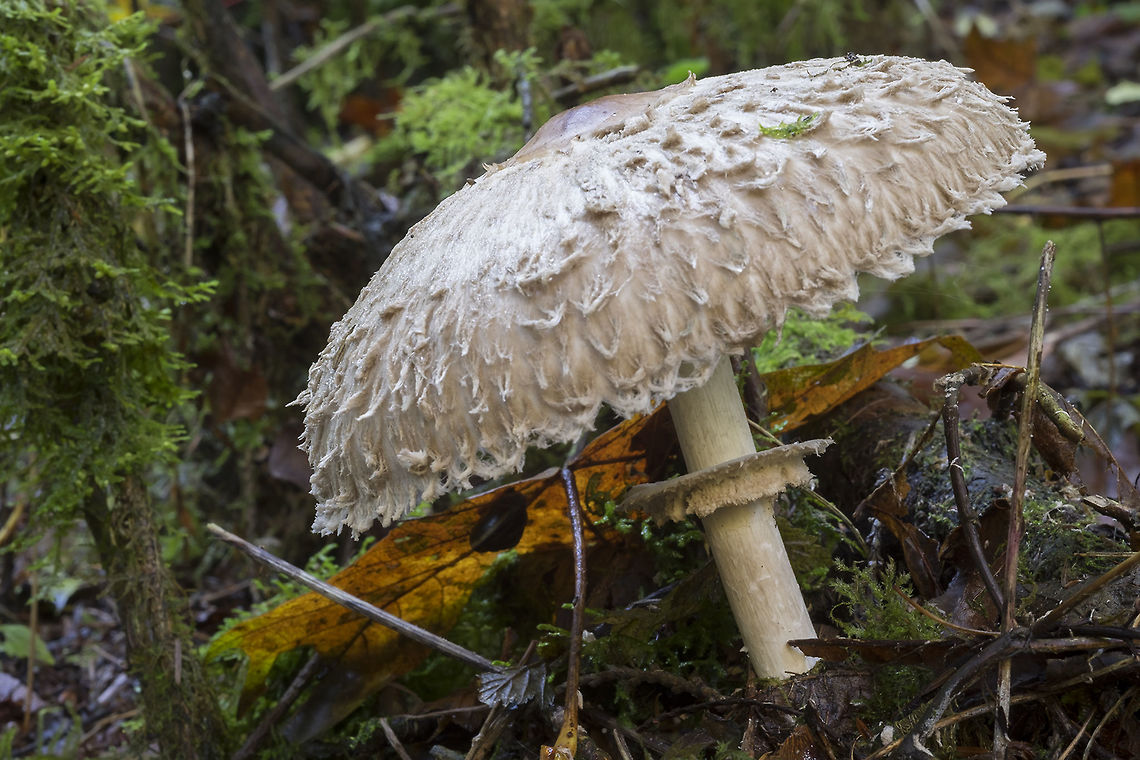 Chlorophyllum olivieri  Chlorophyllum olivieri,Fall,Geotagged,Shaggy parasol,United States