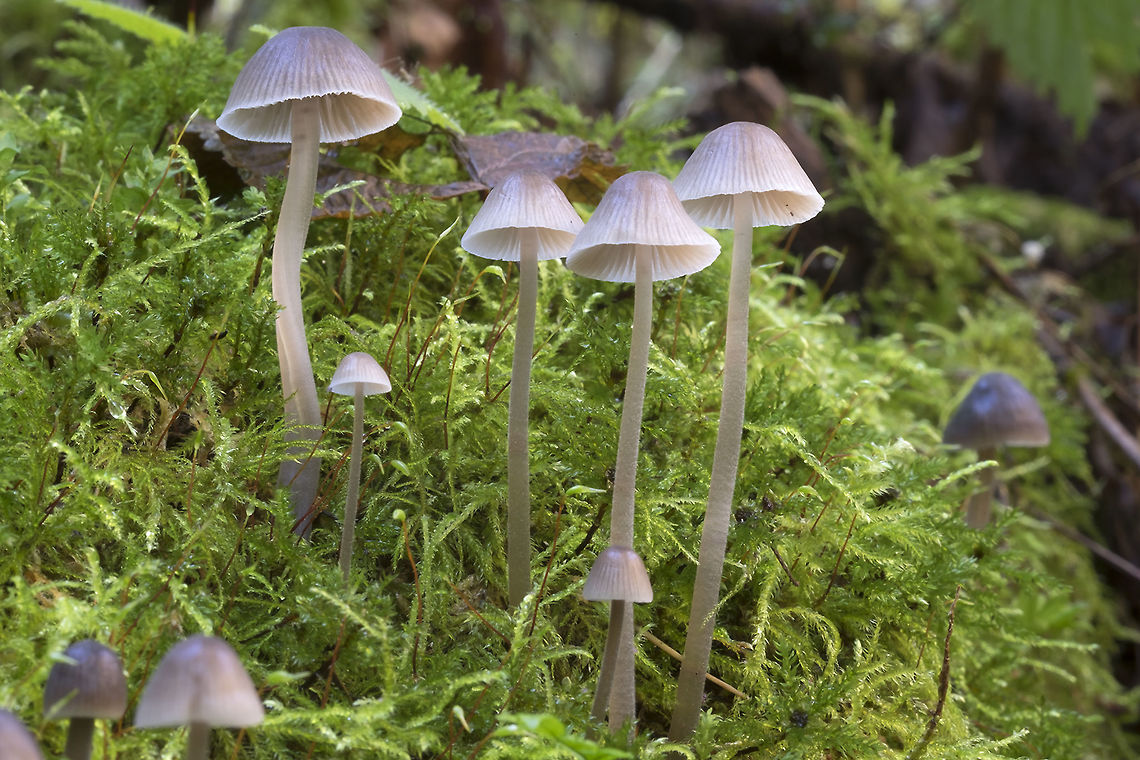 Nitrous bonnet  Fall,Geotagged,Mycena leptocephala,United States,mycena leptocephala