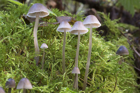 Nitrous bonnet  Fall,Geotagged,Mycena leptocephala,United States,mycena leptocephala