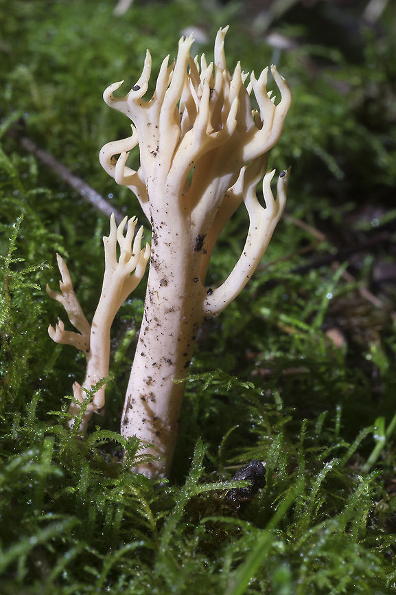 Pale coral with a slight pink tinge  Fall,Geotagged,United States