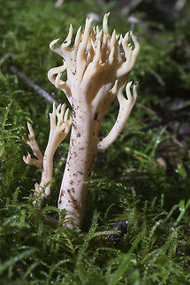 Pale coral with a slight pink tinge  Fall,Geotagged,United States