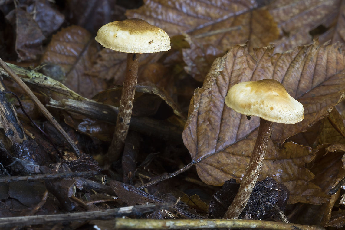 Light brown mushrooms with dark brown scaly stems  Fall,Geotagged,United States