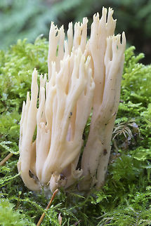 White coral - growing on a log  Clavulina cristata,Fall,Geotagged,United States,White coral fungus