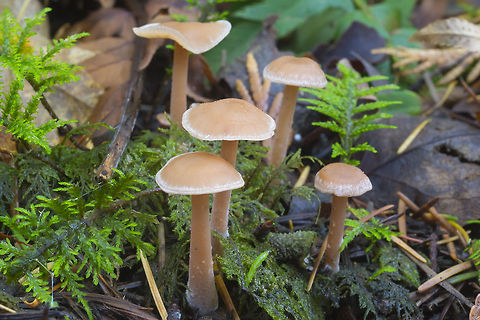 Small tan waxy looking mushrooms  Fall,Geotagged,Psathyrella piluliformis,United States