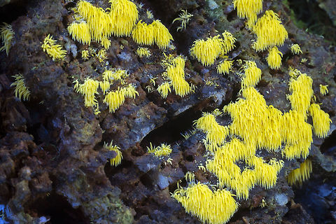 Mucronella pulchra I love finding this relatively rare, but really lovely and bright tiny little fungus. This one is such a beautiful and unblemished colony that it must have just sprouted. Fall,Geotagged,Mucronella pulchra,United States