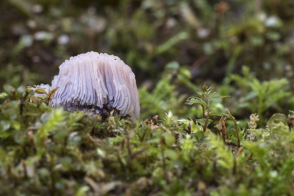 Stemonitis sp. This is an early stage of sporangia formation of chocolate tubes slime mold. They are just starting to get a rosy color - they will turn pink and look wet first, before the spores form and turn the surface to the familiar dusty cocoa color. Fall,Geotagged,United States