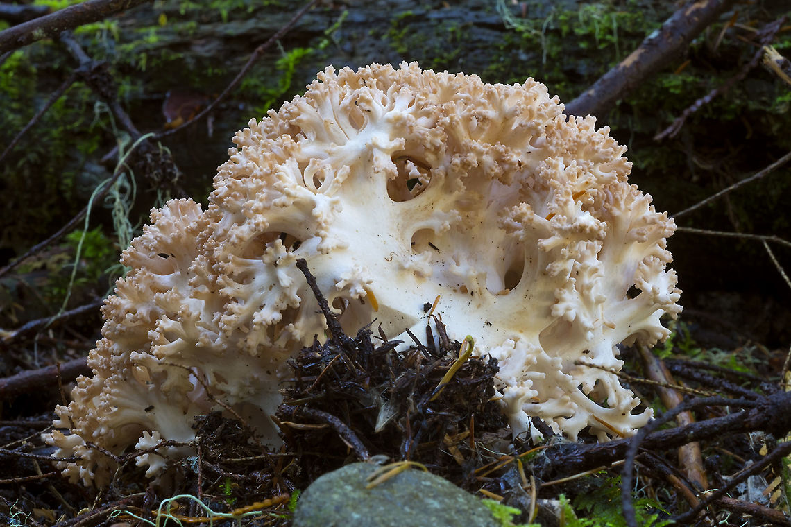 Ramaria rubripermanens distinguished from it&#039;s lookalikes by it&#039;s non-staining stem (does not change color when damaged) Fall,Geotagged,Ramaria rubripermanens,United States