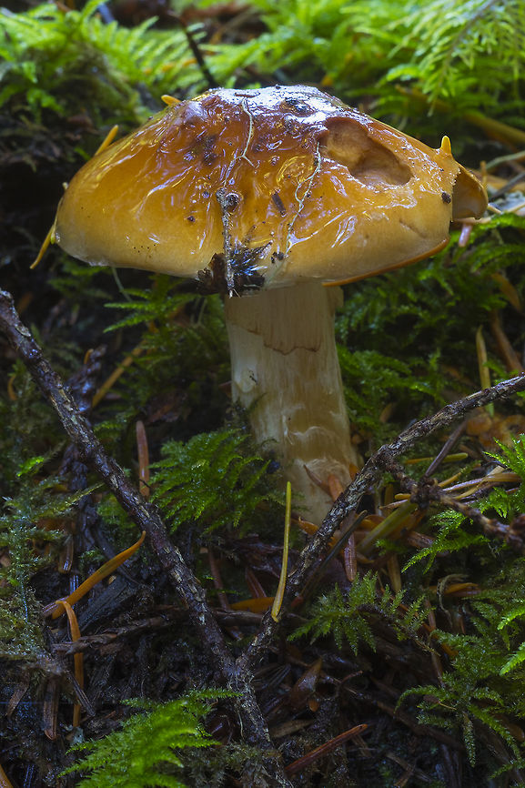 Very viscid tan mushroom maybe a cortinarius Fall,Geotagged,United States