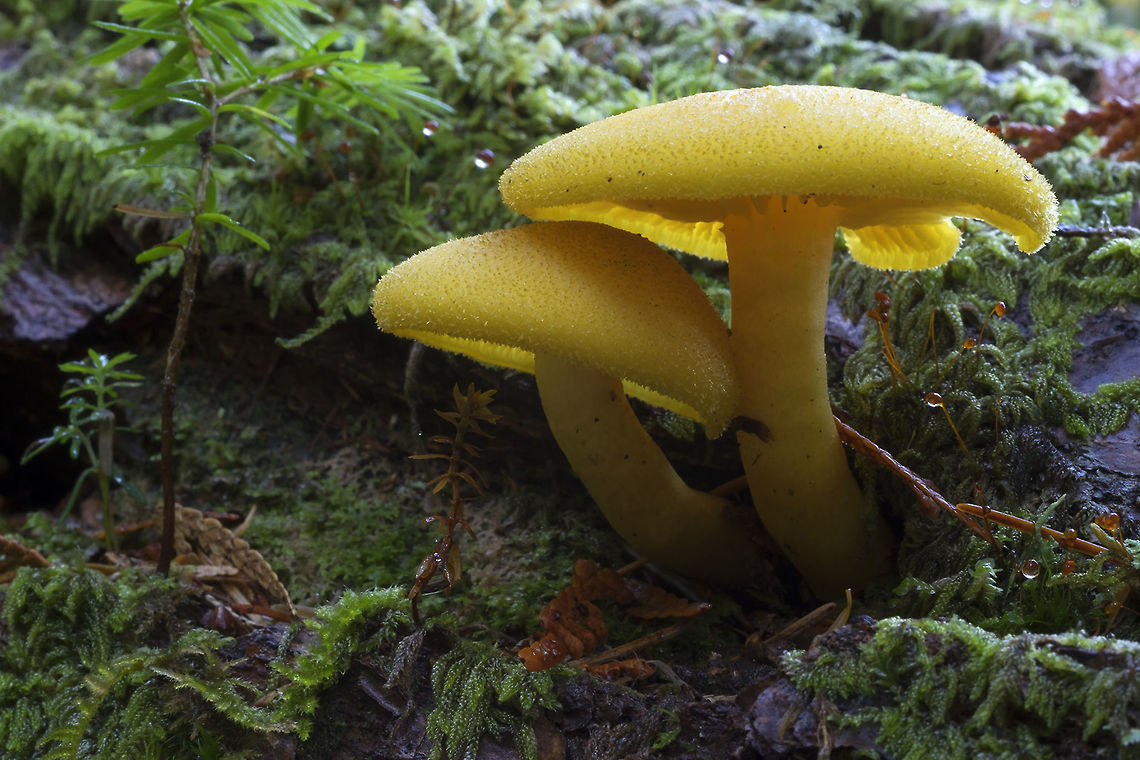 Tricholomopsis decora  Fall,Geotagged,Tricholomopsis decora,United States