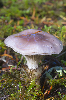 Slimy spike cap  Fall,Geotagged,Gomphidius glutinosus,Slimy spike-cap,United States